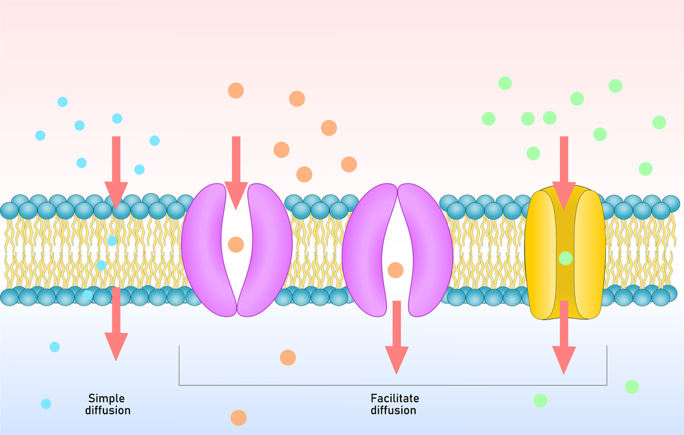 asset-v1:UIED+Biology-9th-grade+2020+type@asset+block@%D0%9C%D0%B5%D1%82%D0%BE%D0%B4%D0%B8_%D0%B4%D0%BE%D1%81%D0%BB%D1%96%D0%B4%D0%B6%D0%B5%D0%BD%D0%BD%D1%8F_%D0%BA%D0%BB%D1%96%D1%82%D0%B8%D0%BD._%D0%A2%D0%B8%D0%BF%D0%B8_%D0%BC%D1%96%D0%BA%D1%80%D0%BE%D1%81%D0%BA%D0%BE%D0%BF%D1%96%D1%97._%D0%97%D0%B0%D0%B2%D0%B4%D0%B0%D0%BD%D0%BD%D1%8F_3__132604__%D0%B2%D1%96%D0%B2%D1%82%D0%BE%D1%80%D0%BE%D0%BA_27__%D0%B2%D0%B5%D1%80%D0%B5%D1%81%D0%B5%D0%BD%D1%8C_2022_.jpg