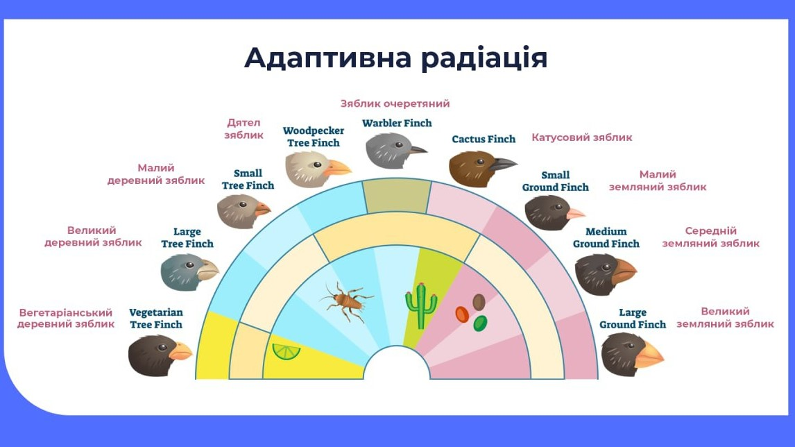 asset-v1:UIED+Biology-and-Ecology-11th-grade+2020+type@asset+block@%D0%9F%D0%BE%D0%BD%D1%8F%D1%82%D1%82%D1%8F_%D0%BF%D1%80%D0%BE_%D0%B5%D0%BA%D0%BE%D0%BB%D0%BE%D0%B3%D1%96%D1%87%D0%BD%D0%BE_%D0%BF%D0%BB%D0%B0%D1%81%D1%82%D0%B8%D1%87%D0%BD%D1%96_%D1%82%D0%B0_%D0%B5%D0%BA%D0%BE%D0%BB%D0%BE%D0%B3%D1%96%D1%87%D0%BD%D0%BE_%D0%BD%D0%B5%D0%BF%D0%BB%D0%B0%D1%81%D1%82%D0%B8%D1%87%D0%BD%D1%96_%D0%B2%D0%B8%D0%B4%D0%B8._%D0%A2%D0%B5%D1%81%D1%82_2.__023505__%D1%87%D0%B5%D1%82%D0%B2%D0%B5%D1%80_25__%D1%81%D0%B5%D1%80%D0%BF%D0%BD%D1%8F_2022_.png